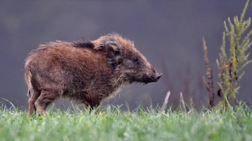 Un sanglier sème la panique dans une piscine du Cher (Photo)
